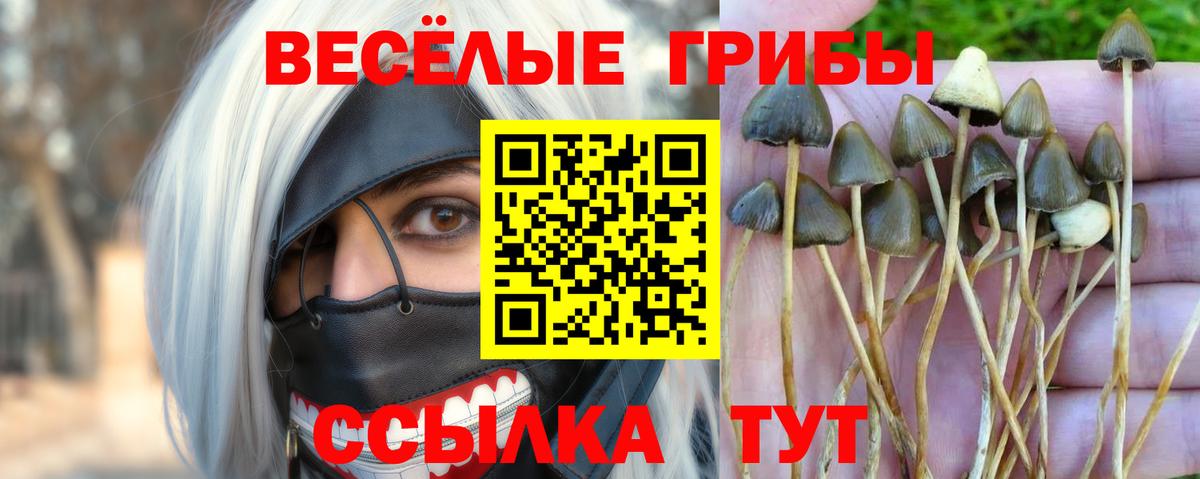 купить   Вход с VPN  Рязань  Галлюциногенные грибы Cubensis 